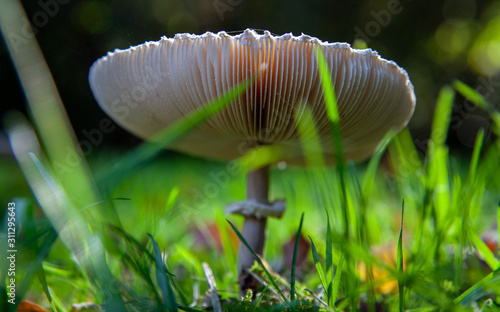 A nice mushroom growing in the grass close from Amsterdam, Netherlands