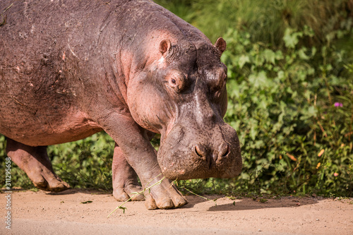 a huge Hippo walks along the road with public transport and chews grass. This is a rarity as hippos usually sit in the water during the day