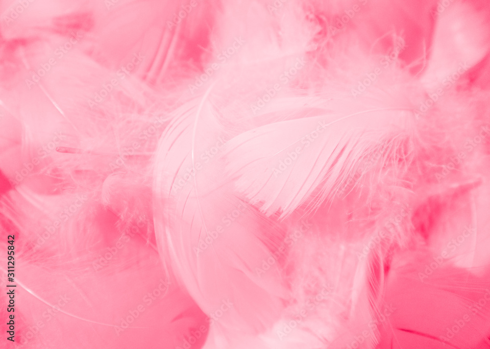 Obraz premium Beautiful abstract colorful white and pink feathers on white background and soft white red feather texture on pink pattern, pink background