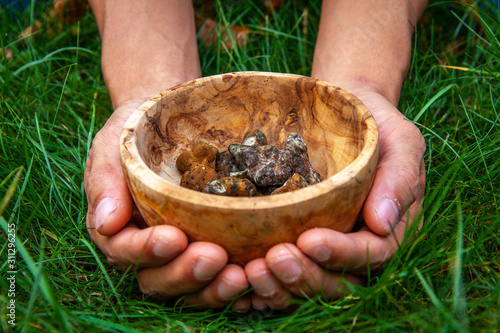 Magic truffles in a wooden bowl handed over the green grass at a retreat close from Amsterdam, Netherlands