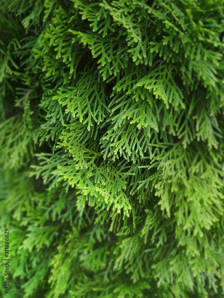 Сloseup of cypress tree branches. Coniferous bush. Сloseup of cypress tree branches. Coniferous bush.