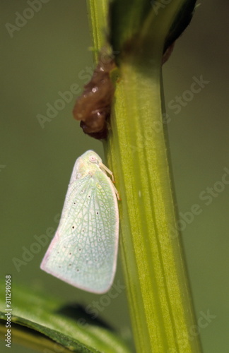 Moth from Borivali National Park, India photo