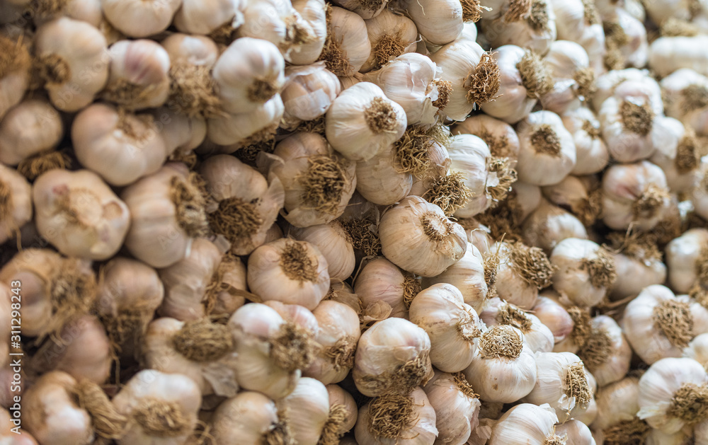 Bunches of garlic. Bunches of garlic suitable for background. Powerful and natural antibiotics