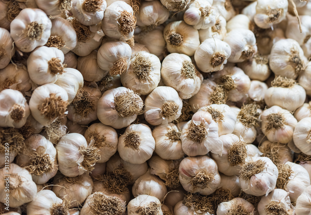 Bunches of garlic. Bunches of garlic suitable for background. Powerful and natural antibiotics Bunches of garlic. Bunches of garlic suitable for background. Powerful and natural antibiotics
