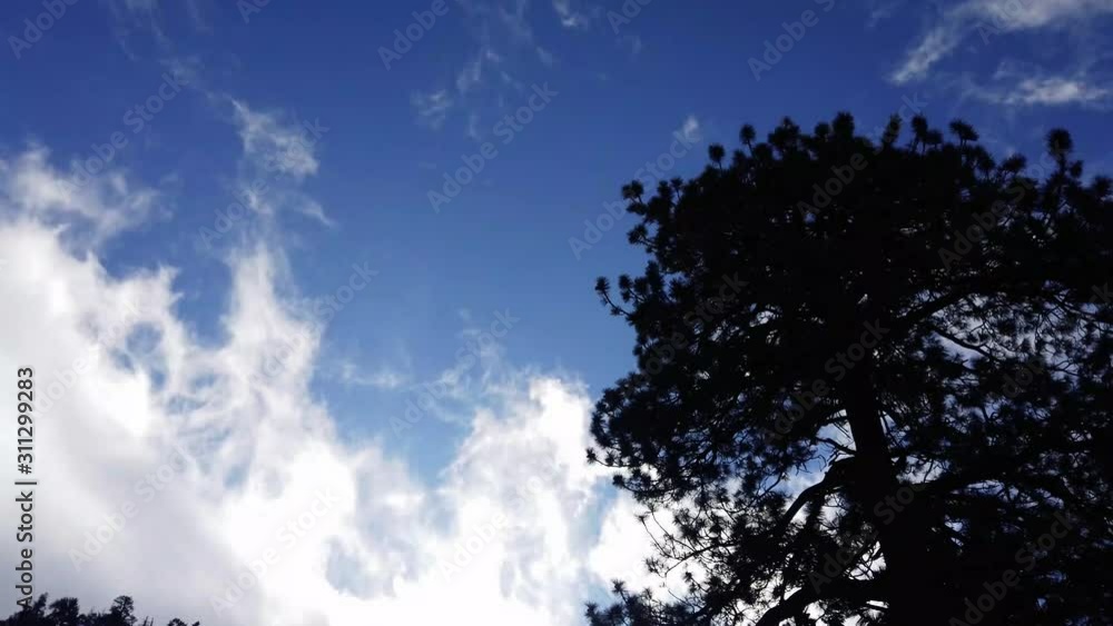 Clouds dissipate in the blue sky as large pine trees whiz by. Clouds dissipate in the blue sky as large pine trees whiz by.