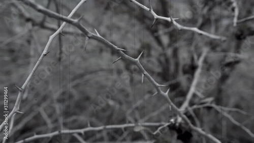BW Shot of Branch with Thorns Slow Motion 4k