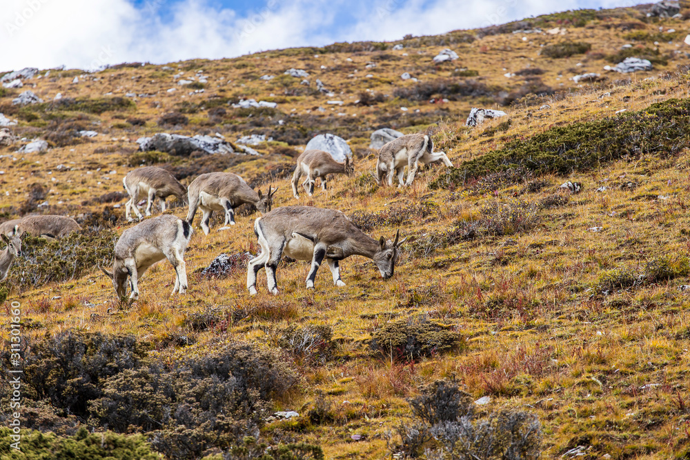 Chamois, Rupicapra rupicapra, on the rocky hill, forest in background Chamois, Rupicapra rupicapra, on the rocky hill, forest in background