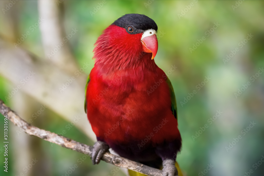 Black and Red Capped Parrot in the natural environment Wild Bird. Close-up