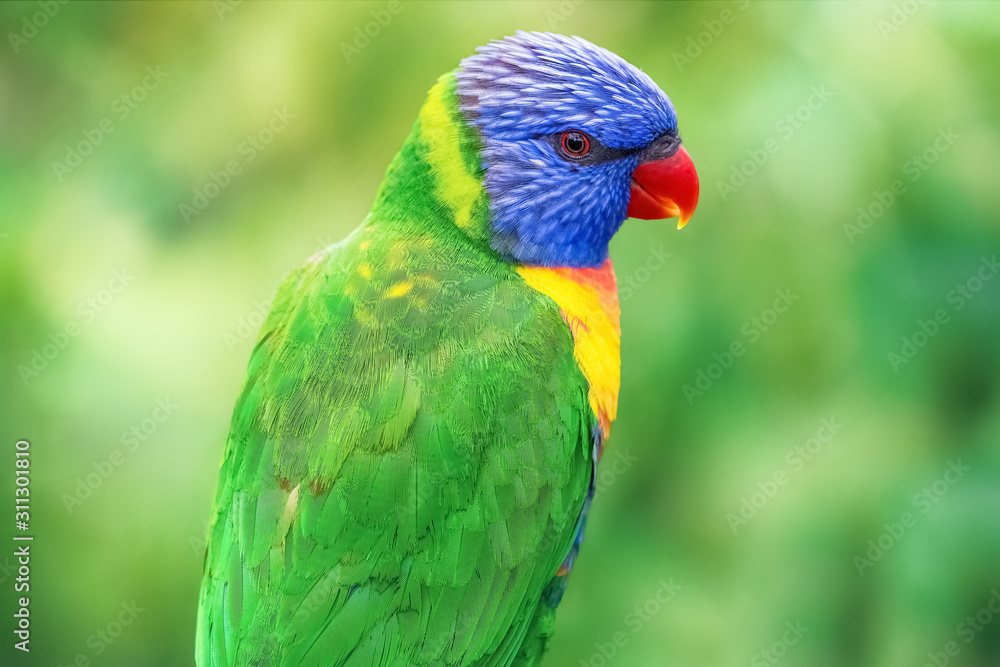 The parrot's rainbow lorikeet in a natural environment. Close-up of the bird in the wild