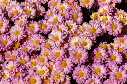 colorful flowers in depth of field