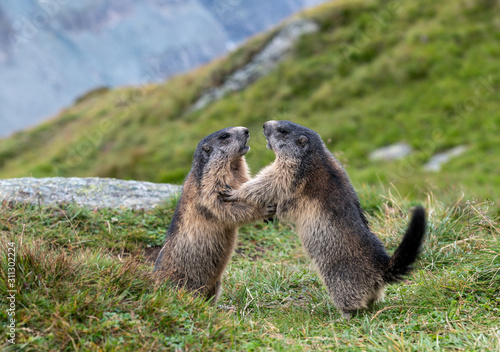 Kämpfende Murmeltiere (Marmota) in den Alpen © MHP