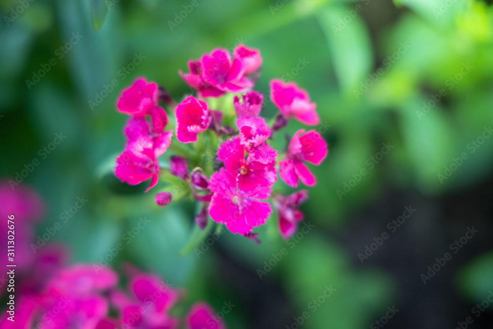 The background image of the colorful flowers The background image of the colorful flowers