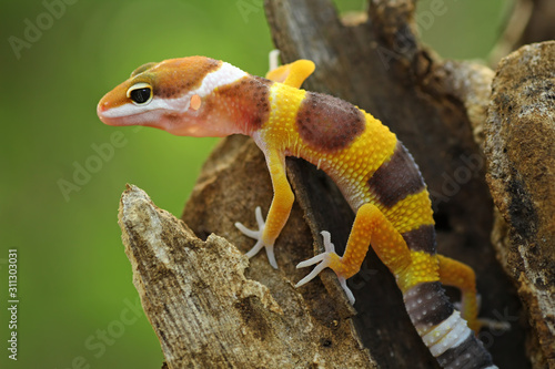 Orange gecko lizard, eublepharis macularius, animal closeup