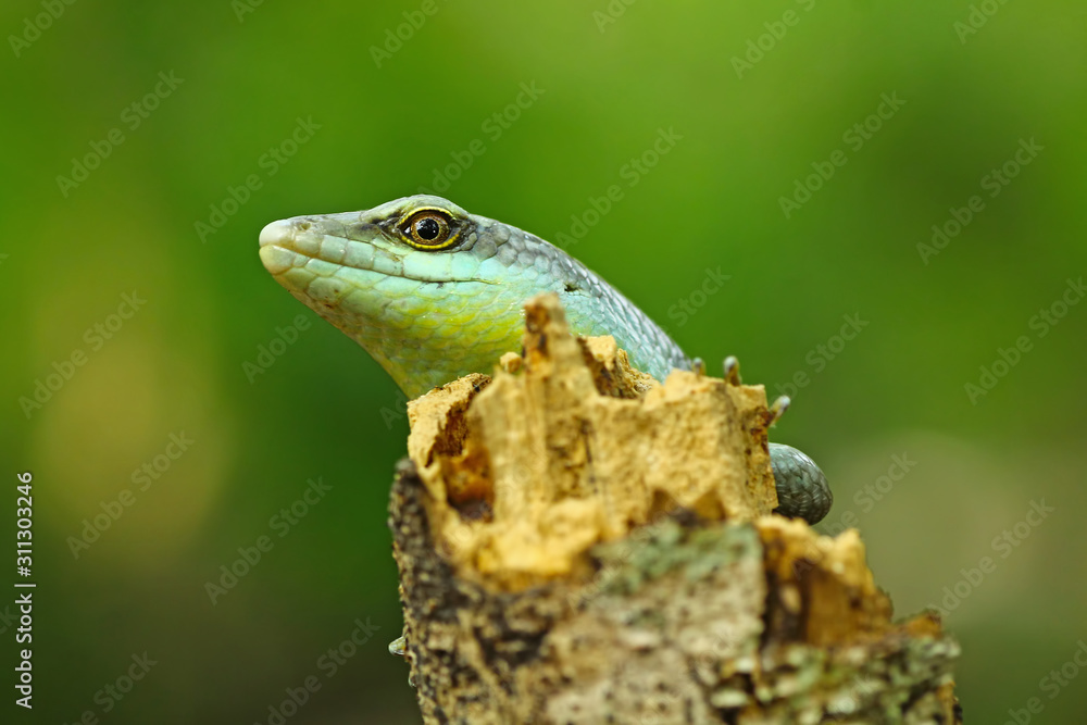 Fototapeta premium Olive tree skink head on wood, animal closeup