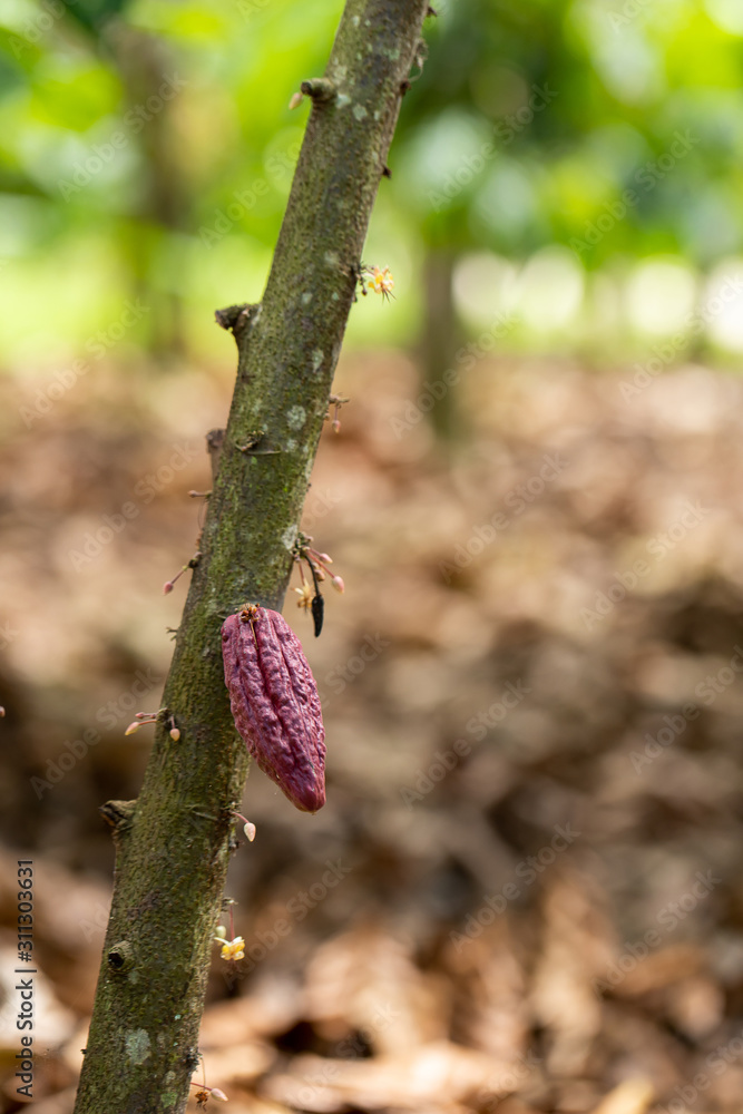 Cacao Tree (Theobroma cacao). Organic cocoa fruit pods in nature. Cacao Tree (Theobroma cacao). Organic cocoa fruit pods in nature.