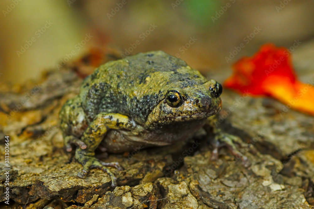 flower pot toad closeup, Kaloula baleata flower pot toad closeup, Kaloula baleata
