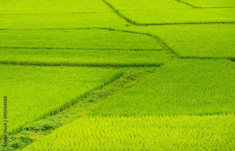 Beautiful Green Terraced Rice Field Beautiful Green Terraced Rice Field