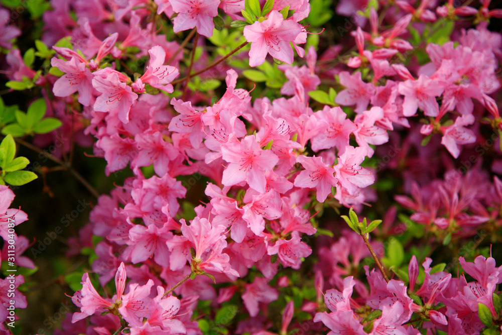 Azalea. Bright Azalea. Blooming rhododendrons. Azalea. Bright Azalea. Blooming rhododendrons.