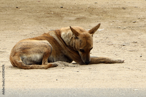 Indian Street dog 