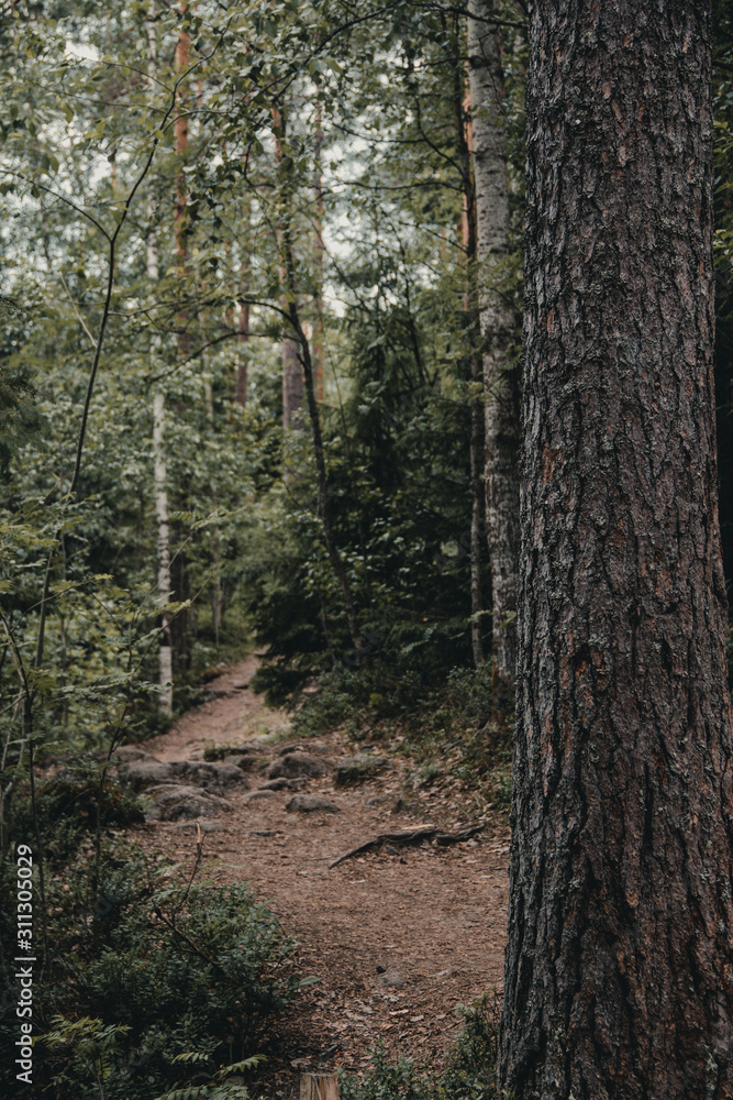 Fototapeta premium Forest trail on a warm summer afternoon