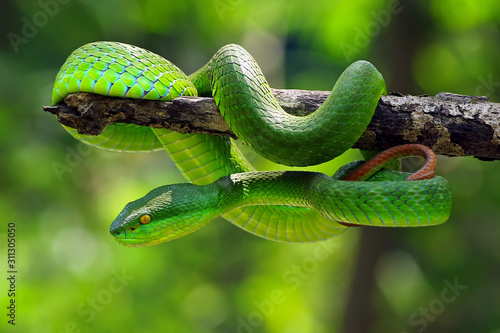 Obraz na płótnie poisonous green snake, viper snake, Trimisurus albolabris