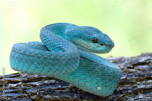 Blue viper snake, poisonous snake, Trimeresurus Insularis
