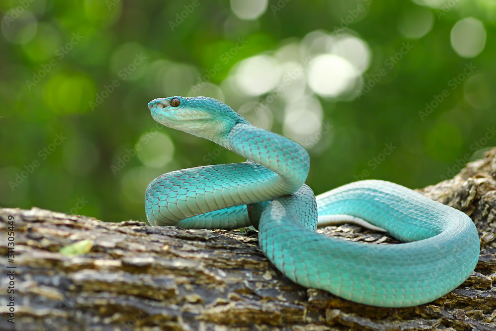 Fototapeta premium Blue viper snake, poisonous snake, Trimeresurus Insularis