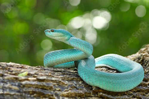 Blue viper snake, poisonous snake, Trimeresurus Insularis