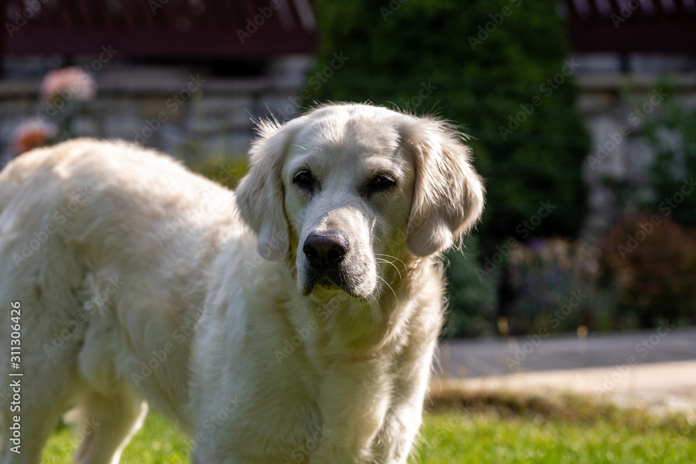 beautiful golden retriever on green grass in garden beautiful golden retriever on green grass in garden