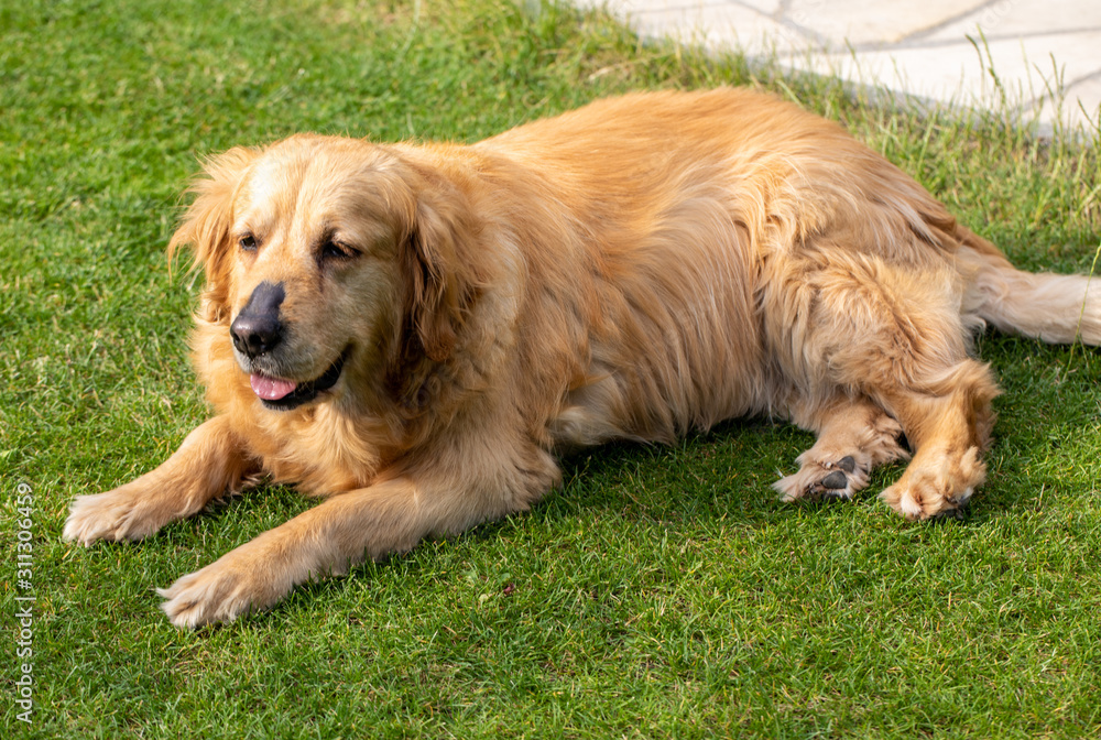 beautiful golden retriever on green grass in garden beautiful golden retriever on green grass in garden