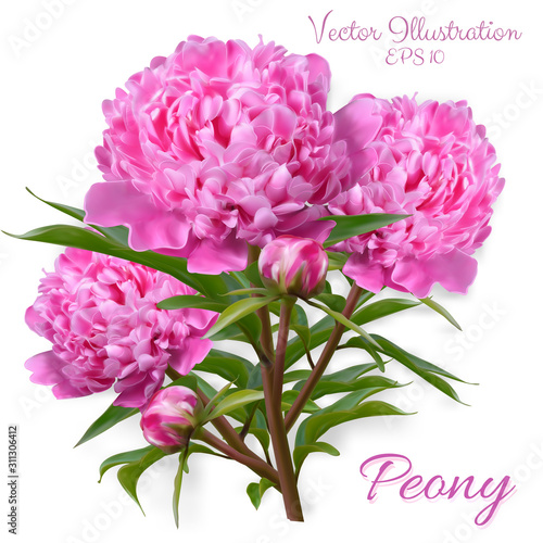 Vector realistic illustration of pion branch isolated on white background. Flowers of pink peony designed for wedding invitation  greeting card  cosmetic products  floral templates