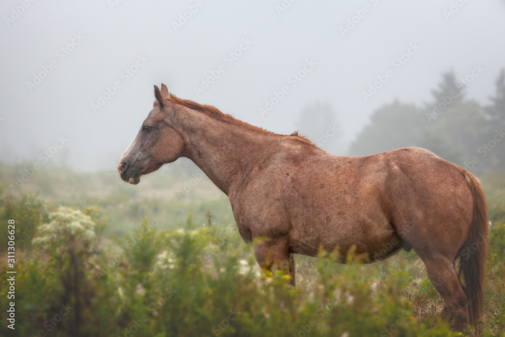 Fototapeta premium Quarter Horse in the Mist