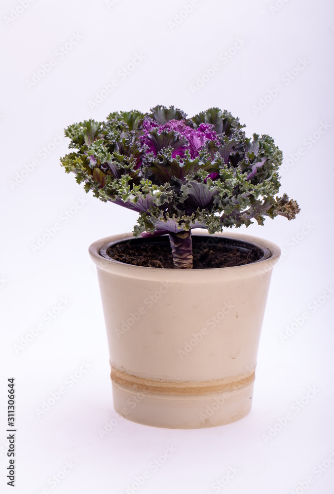 Ornamental Purple Kale or cabbage on white background