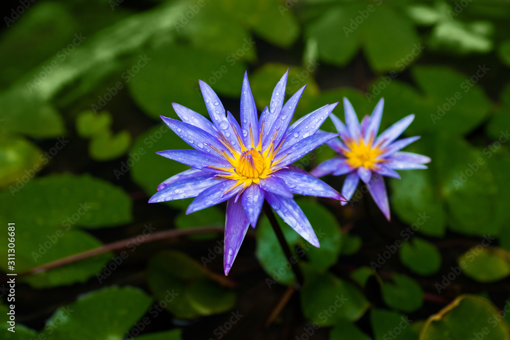 Blue water lily, or star water lily (Nymphaea nouchali) in water pond