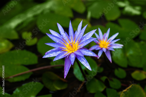 Blue water lily  or star water lily  Nymphaea nouchali  in water pond