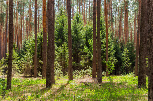 Fototapeta Naklejka Na Ścianę i Meble -  Young fir trees in sunny summer pine forest in Russia.