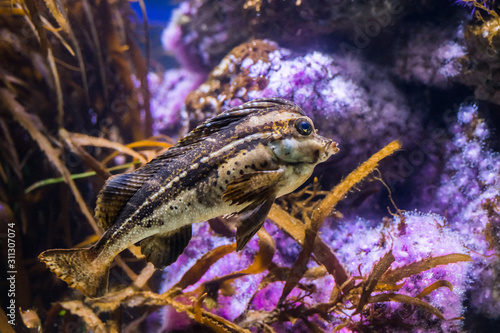 Spinynose horsefish (Congiopodus spinifer), coastal fish of Southern Africa photo