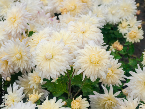Flowering white chrysanthemums on the flower bed close-up