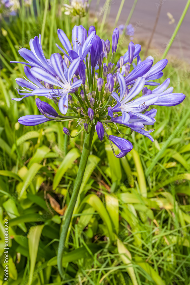 Obraz premium Agapanthe bleue