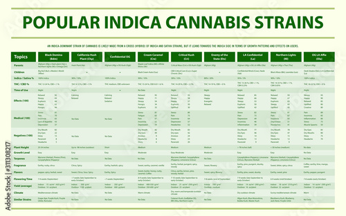 Popular Indica Cannabis Strains horizontal infographic illustration about cannabis as herbal alternative medicine and chemical therapy, healthcare and medical science vector.