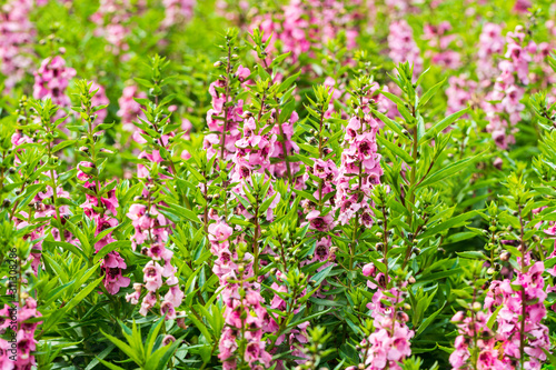 Many pink Angelonia goyazensis Benth.