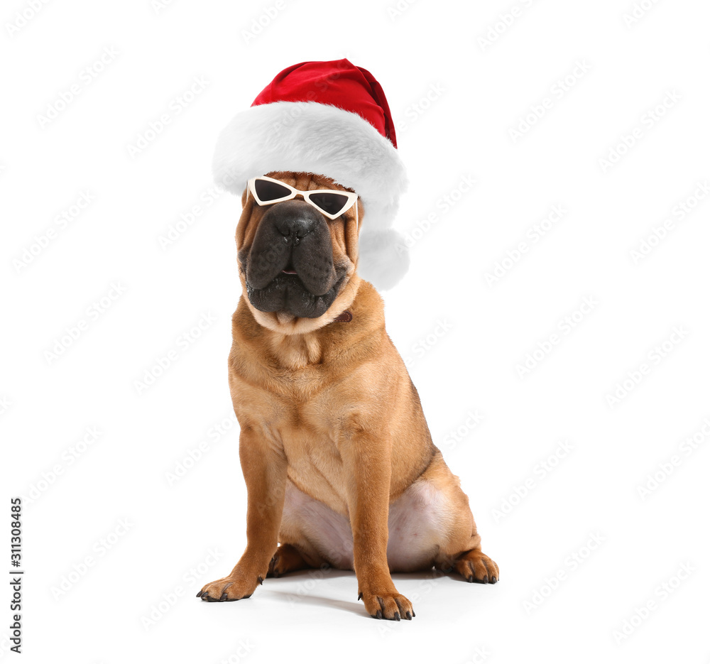 Cute funny dog with sunglasses on white background