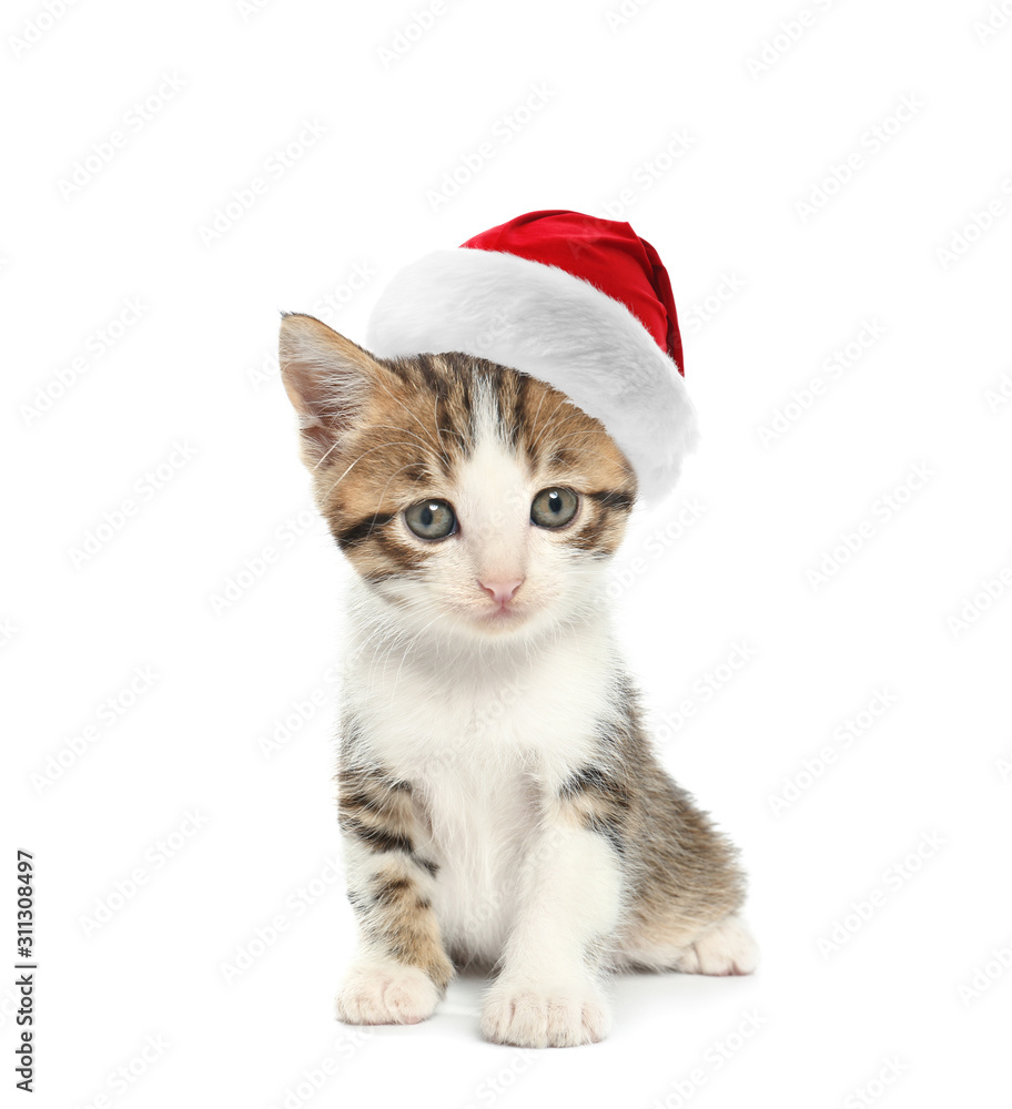 Cute funny kitten on white background Cute funny kitten on white background