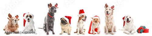 Dogs in Santa Claus hats and with Christmas gifts on white background © Pixel-Shot