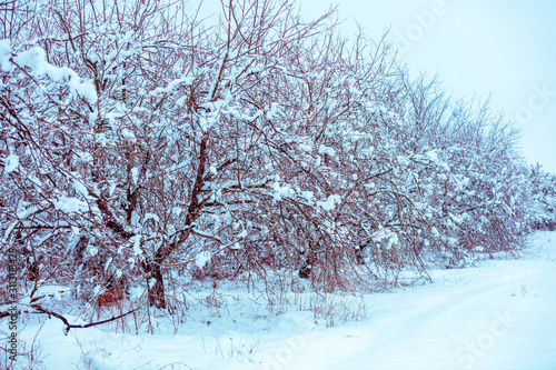Snow-covered orchard. Beautiful winter landscape. Trees are covered in snow. Forest after a blizzard. Natural landscape
