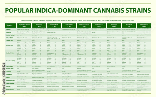 Popular Indica Dominant Cannabis Strains horizontal infographic illustration about cannabis as herbal alternative medicine and chemical therapy, healthcare and medical science vector.