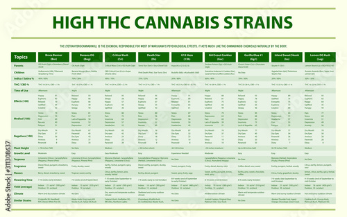High THC Cannabis Strains horizontal infographic Complete illustration about cannabis as herbal alternative medicine and chemical therapy, healthcare and medical science vector.