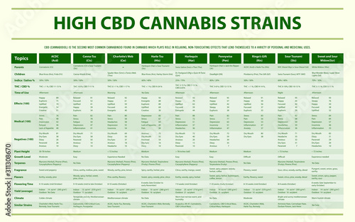 High CBD Cannabis Strains horizontal infographic illustration about cannabis as herbal alternative medicine and chemical therapy, healthcare and medical science vector.