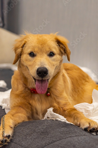 Portrait of cute naughty golden dog playing tissue papers