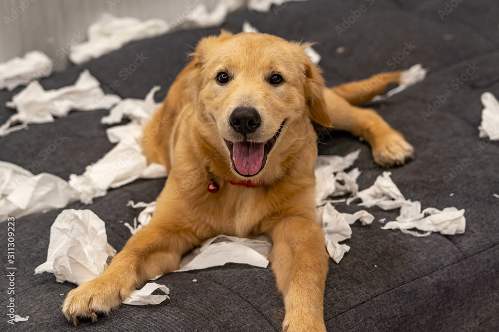 Cheerful golden retriever puppy laying on messy tissue papers Cheerful golden retriever puppy laying on messy tissue papers